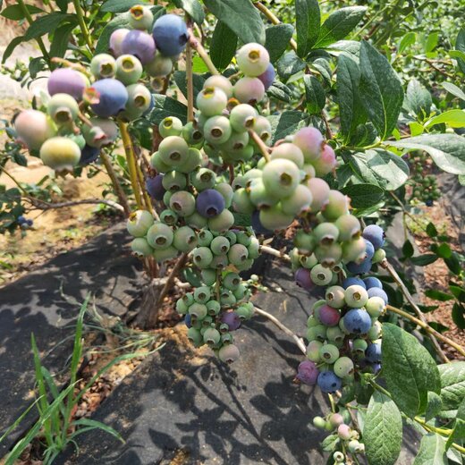 3年迪克西藍莓苗基地批發芬蒂藍莓苗價格